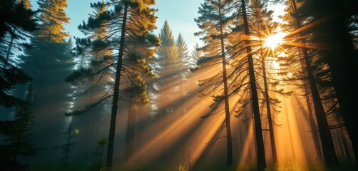 Obraz premium Golden sunlight streams through tall pines, illuminating mist-shrouded forest floor, image, nature photography, environment