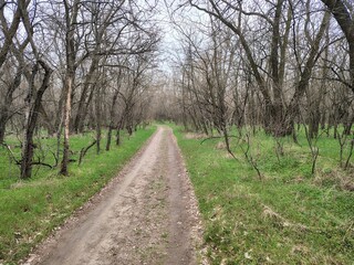 Obraz premium nature