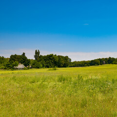 Beautiful meadow with different types of grass.