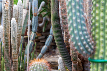 Diverse cacti collection including Cereus Peruvianus in a greenhouse garden.
