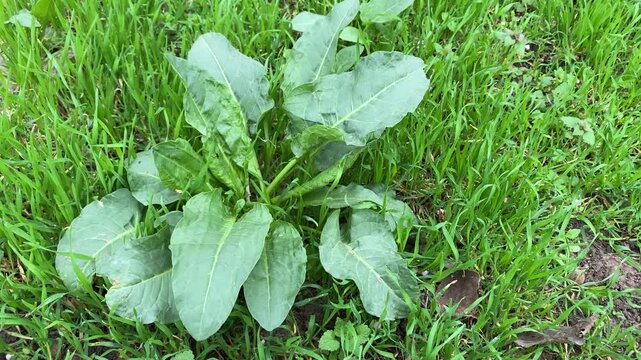 Wild Horse Sorrel Rumex Confertus Perennial Herbaceous Plant Close-Up.
