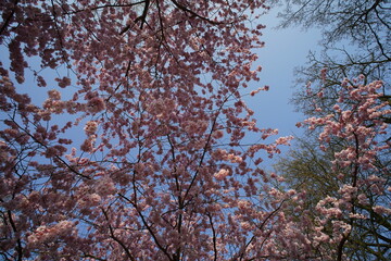 blühende japanische Kirsche im März
