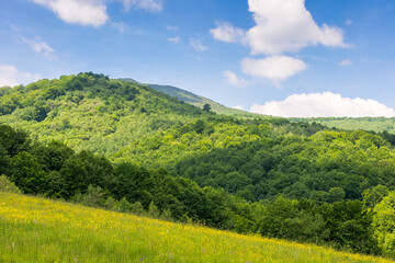 Obraz premium beautiful rural landscape in mountains. countryside scenery with organic pasture and foliage forest on the hill. idyllic ukraine highland on a sunny day in summer with blue sky and fluffy clouds