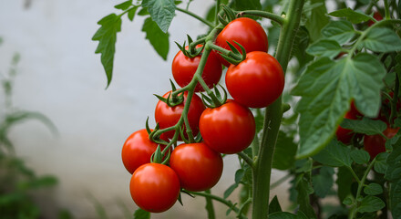 Ripe Cherry Tomatoes on Vine – Close-Up Photography of Vibrant Red Fruit with Lush Green Leaves