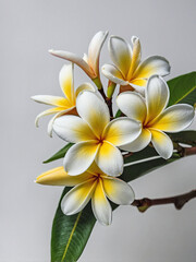 Obraz premium A gracefully curved Plumeria branch with several delicate blossoms in full bloom.