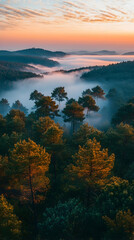 Fototapeta premium Forest landscape with fog rolling over the hills at sunrise the tops of trees glow in the morning light