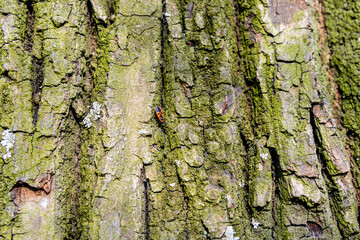 Close-up of a tree bark with green moss and natural texture, ideal for nature-themed backgrounds