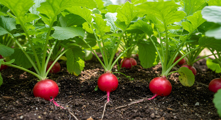 Vibrant Red Radishes with Lush Green Leaves – Organic Farming Close-Up