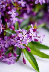 Fototapeta premium Delicate purple blossoms, vibrant petals, soft focus, clean white backdrop, texture, floral, light