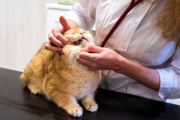 Brno, Czech Republic - March 28, 2025: A veterinarian examines a cat during an appointment at a veterinary clinic