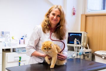 Brno, Czech Republic - March 28, 2025: A veterinarian examines a cat during an appointment at a veterinary clinic