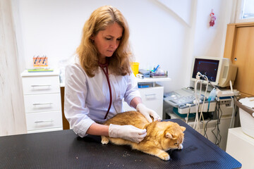 Brno, Czech Republic - March 28, 2025: A veterinarian examines a cat during an appointment at a veterinary clinic
