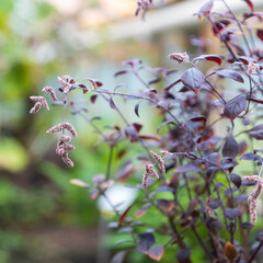 Aerva sanguinolenta, also known as red velvet plant, with purple leaves and pink flowers in a garden...