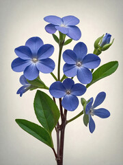 Fototapeta premium A delicate Periwinkle flower branch with multiple violet-blue blossoms