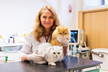 Brno, Czech Republic - March 28, 2025: Veterinarian performs Ultrasound diagnostics of a cat during...