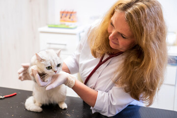 Brno, Czech Republic - March 28, 2025: Veterinarian with a cat. Appointment at a veterinary clinic