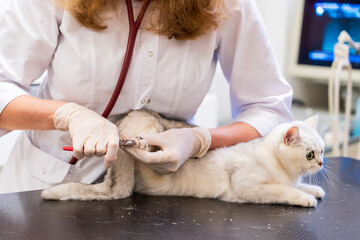Brno, Czech Republic - March 28, 2025: A veterinarian trims the claws of a cat. An appointment at a veterinary clinic
