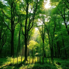 Obraz premium Misty green forest, sunlight filtering through dense canopy, woodland, morning mist, vibrant