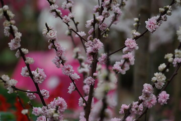 Cherry blossoms, known as sakura in Japanese, are the delicate, pink or white flowers of trees belonging to the Prunus genus, particularly the subgenus Cerasus.