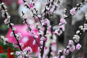 Cherry blossoms, known as sakura in Japanese, are the delicate, pink or white flowers of trees belonging to the Prunus genus, particularly the subgenus Cerasus.