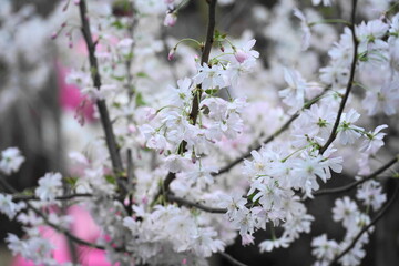 Cherry blossoms, known as sakura in Japanese, are the delicate, pink or white flowers of trees belonging to the Prunus genus, particularly the subgenus Cerasus.