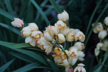 Cymbidium, commonly known as boat orchids, is a genus of evergreen flowering plants in the orchid...