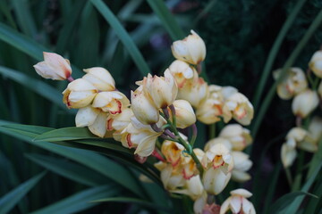 Cymbidium, commonly known as boat orchids, is a genus of evergreen flowering plants in the orchid...