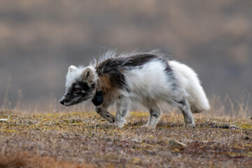 Fototapeta premium Renard polaire, Vulpes lagopus, Spitzberg, Svalbard, Norvège