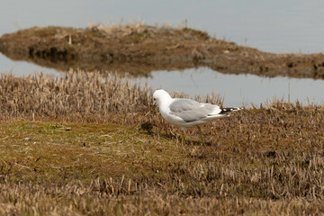Go&eacute;land cendr&eacute;, nid,.Larus canus, Common Gull