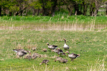 Oie cendr&eacute;e, Anser anser, Greylag Goose, jeune,