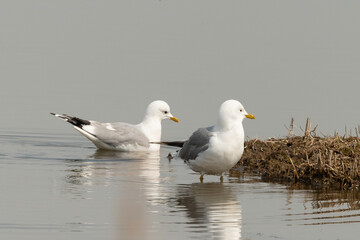 Goéland brun,.Larus fuscus, Lesser Black backed Gull