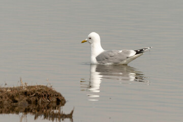 Goéland brun,.Larus fuscus, Lesser Black backed Gull