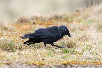 Choucas des tours,.Coloeus monedula , Western Jackdaw