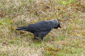Choucas des tours,.Coloeus monedula , Western Jackdaw