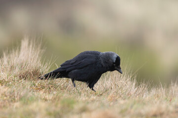 Obraz premium Choucas des tours,.Coloeus monedula , Western Jackdaw