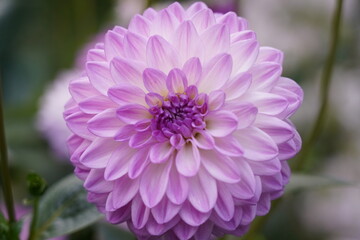 Fototapeta premium Dahlia pinnata features tuberous roots and erect, branching stems that can reach heights of 70 to 160 centimeters.