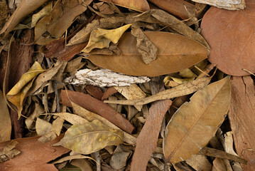 Surface of dry leaves, organic texture in winter








