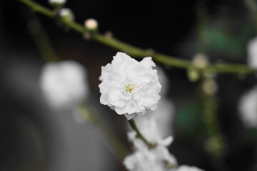 Cherry blossoms, known as Sakura in Japan, are the flowers of trees in the Prunus genus, primarily...