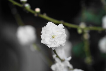 Cherry blossoms, known as Sakura in Japan, are the flowers of trees in the Prunus genus, primarily...