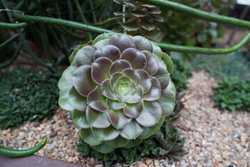 Fototapeta premium Aeonium arboreum, commonly known as the Tree Aeonium or Greenovia, is a striking succulent in the Crassulaceae family, native to the Canary Islands and parts of North Africa.