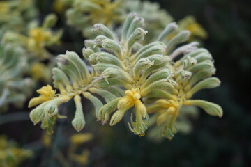 Anigozanthos flavidus, commonly known as the Yellow Kangaroo Paw, is a striking perennial plant...