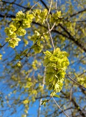 Vista de cerca de flores de olmo en primavera. Ramas y brotes de olmo