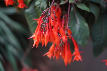 Fuchsia boliviana is a striking ornamental plant native to the cloud forests of South America. It...