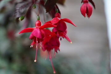 Fuchsia is a genus of flowering plants known for their vibrant, pendulous flowers that resemble...