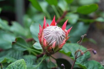 Protea cynaroides, also called the king protea (from Afrikaans: koningsprotea, Xhosa: isiQwane sobukumkani ), is a flowering plant. 