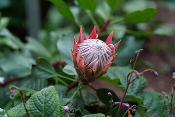 Protea cynaroides, also called the king protea (from Afrikaans: koningsprotea, Xhosa: isiQwane sobukumkani ), is a flowering plant. 