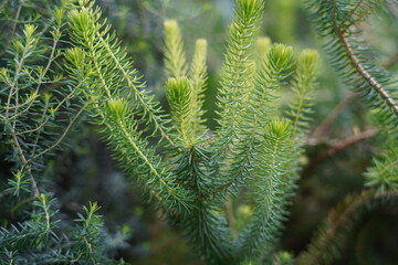Erica sessiliflora, commonly known as the Cape Heath or Small-flowered Heath, is a species of heath...