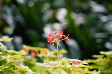 Pelargonium, often known as geranium, is a vibrant flowering plant prized for its colorful blooms...