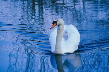 Höckerschwan in blauem Wasser