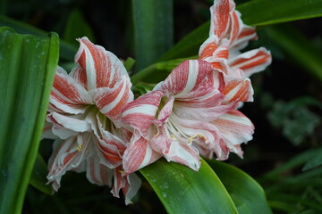 Amaryllis is a beautiful and striking plant known for its large, trumpet-shaped flowers that bloom in a variety of vibrant colors, including red, pink, white, and orange.